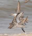 Semipalmated sandpiper, New Jersey, USA, North America Art Print